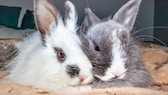 Zwei Kaninchen der Rasse Jersey Wooly