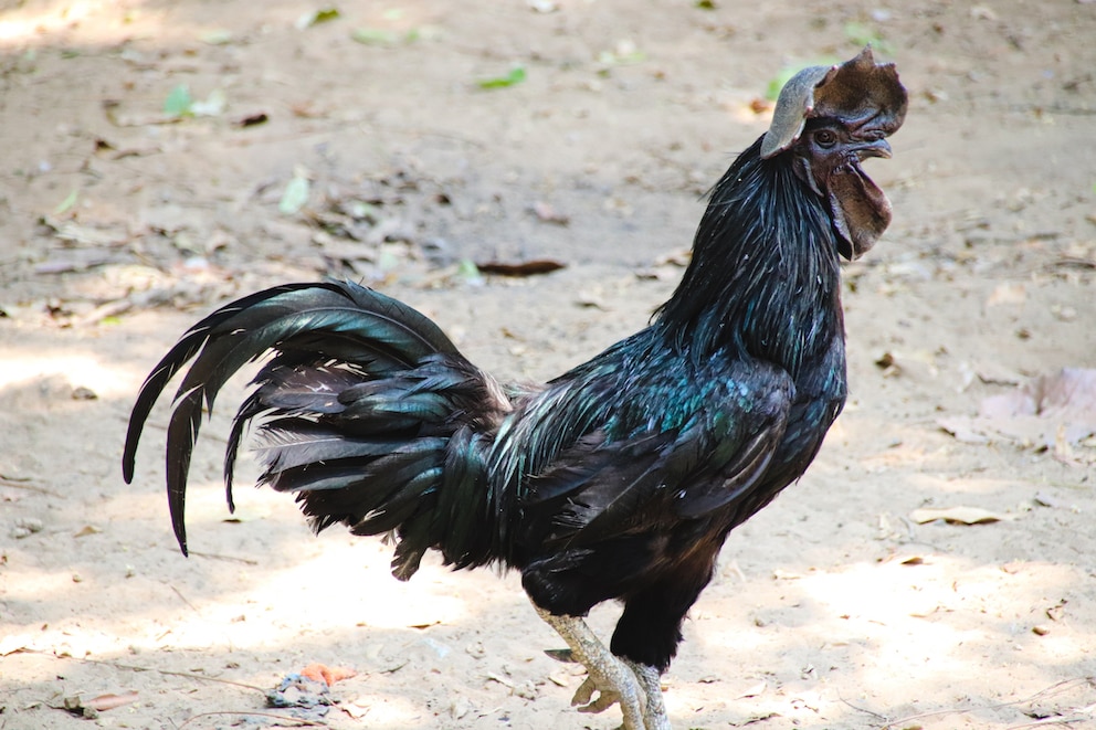 <strong>Ähnlich wie das Ayam Cemani hat das Kadaknath Huhn ebenfalls schwarzes Gefieder. </strong>