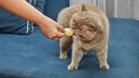 Katze bekommt einen Kartoffelchip angeboten