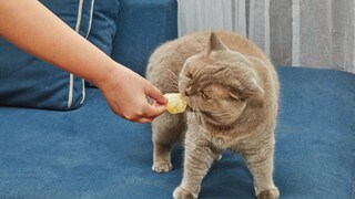 Katze bekommt einen Kartoffelchip angeboten
