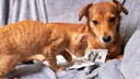 Ein Hund und eine Katze auf einer Couch beschäftigen sich mit US-Dollarscheinen