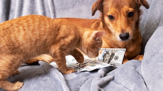 Ein Hund und eine Katze auf einer Couch beschäftigen sich mit US-Dollarscheinen