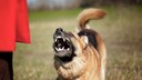 Schäferhund, bellt und droht einem Menschen