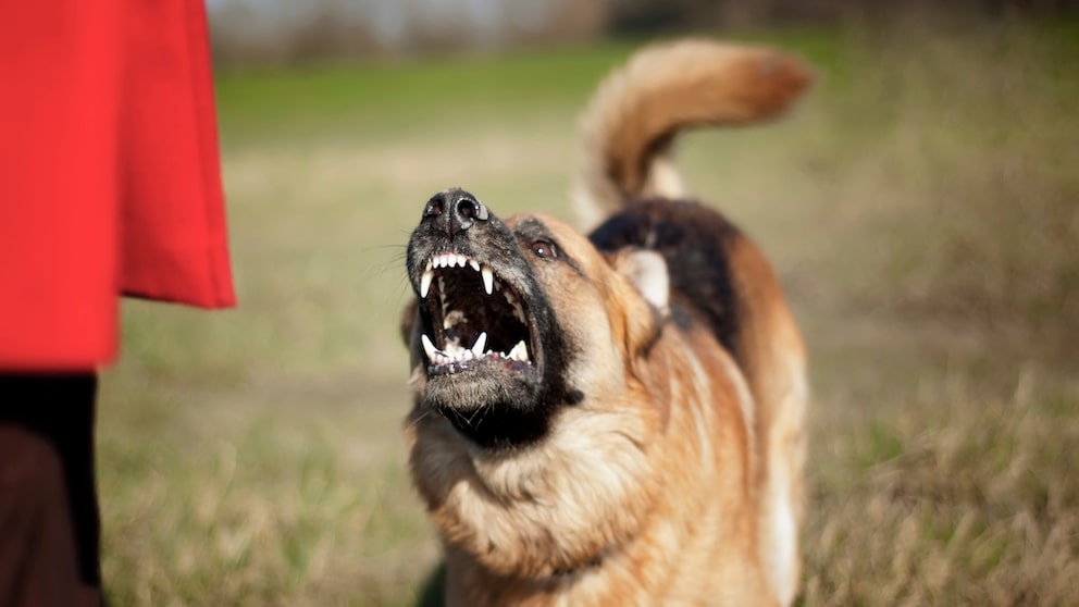 Schäferhund, bellt und droht einem Menschen