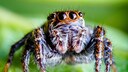 Eine rot-schwarze Springspinne sitzt auf einem Blatt