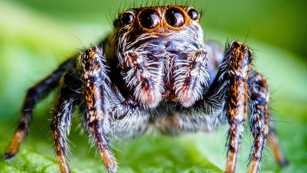 Eine rot-schwarze Springspinne sitzt auf einem Blatt