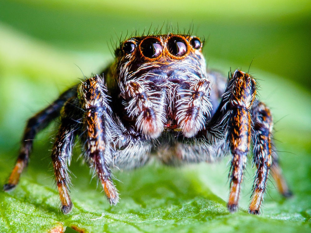 Eine rot-schwarze Springspinne sitzt auf einem Blatt