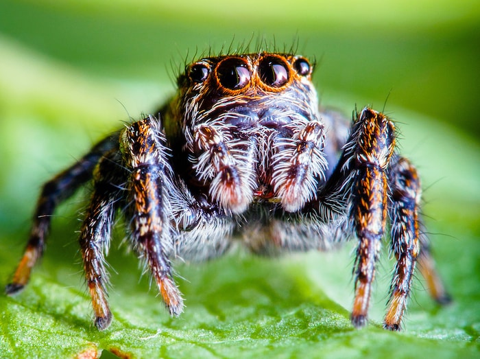 A red-black jumping spider sits on a leaf