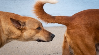 Hund richt am Hinterteil eines anderen Hundes am Strand