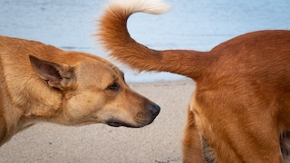 Hund richt am Hinterteil eines anderen Hundes am Strand