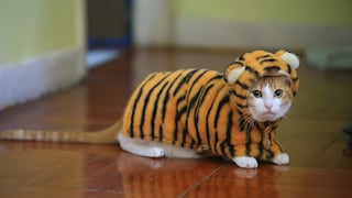Katze mit Tigerkostüm