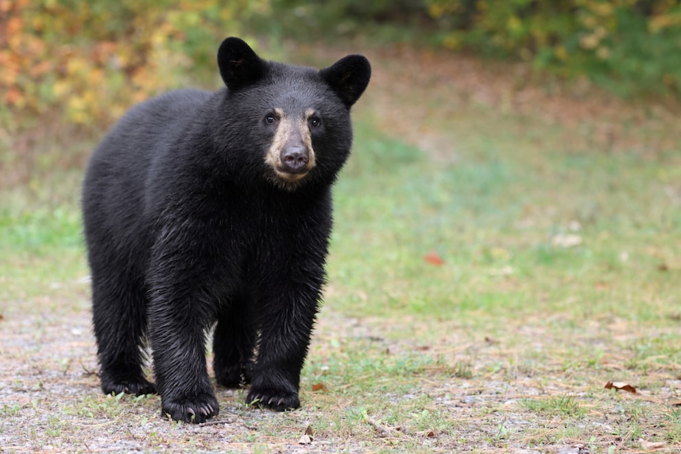 An American black bear standing on the grass