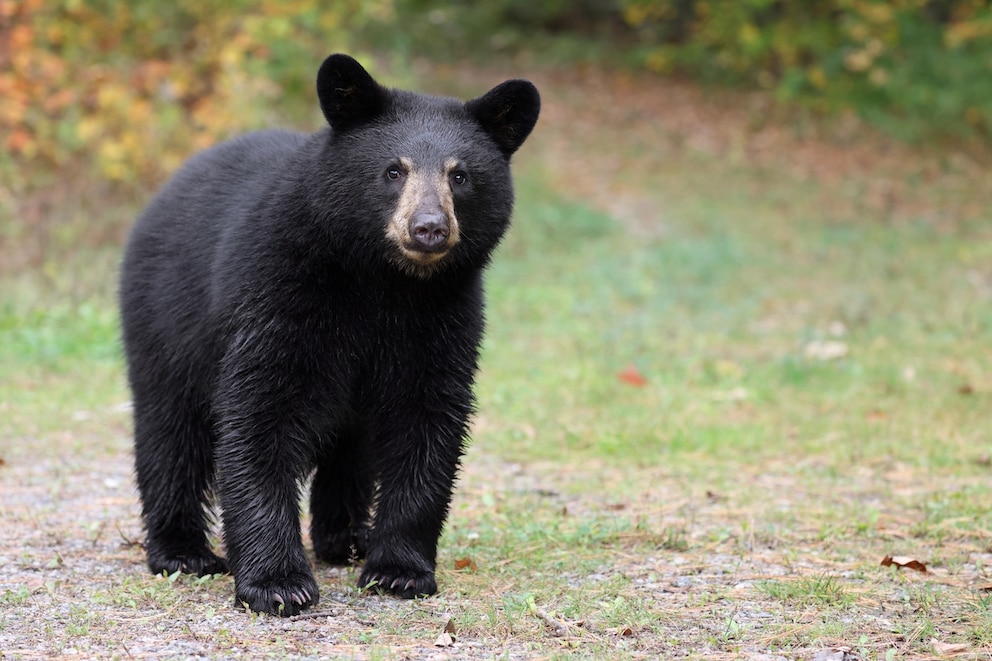 Ein amerikanischer Schwarzbär steht auf der Wiese