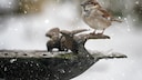 Haussperling sitzt an der Vogeltränke bei Schnee