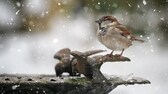 Haussperling sitzt an der Vogeltränke bei Schnee