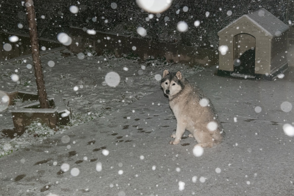 Hunde das ganze Jahr draußen halten Das sagt das Gesetz PETBOOK