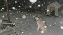 Hund sitzt neben seiner Hundehütte nachts im Schnee