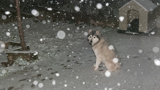 Hund sitzt neben seiner Hundehütte nachts im Schnee