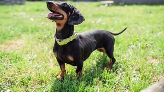 Viele Hundefans können dem Dackelblick nicht widerstehen.