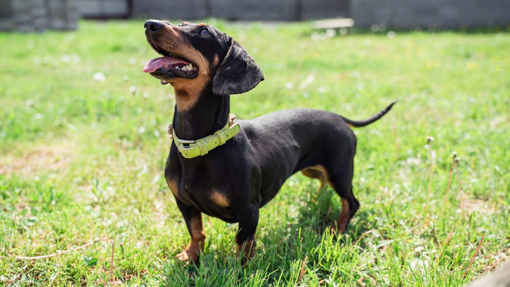 Viele Hundefans können dem Dackelblick nicht widerstehen. 