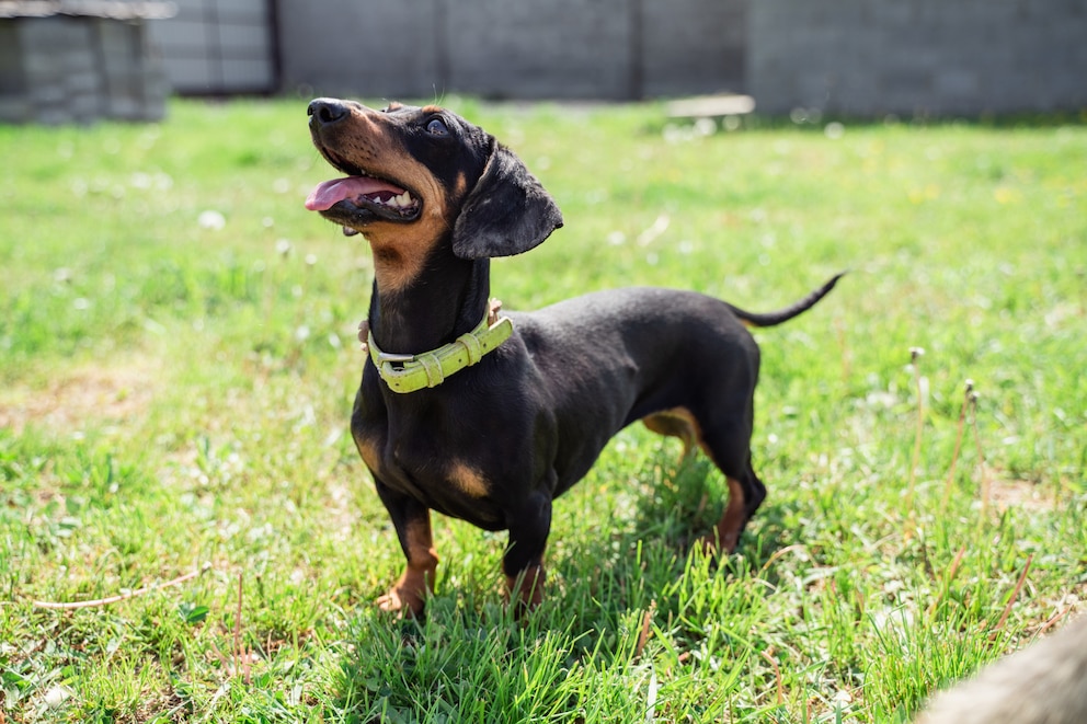 Viele Hundefans können dem Dackelblick nicht widerstehen. 