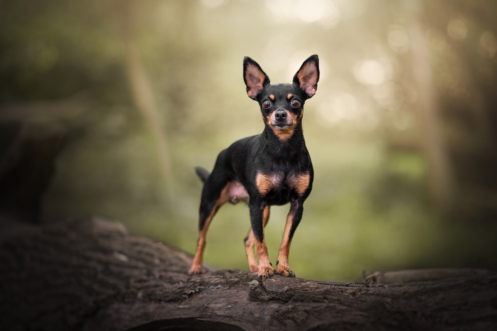 <strong>Der Chihuahua ist die kleinste Hunderasse der Welt.</strong>