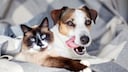 Hund und Katze liegen gemeinsam auf einer Decke