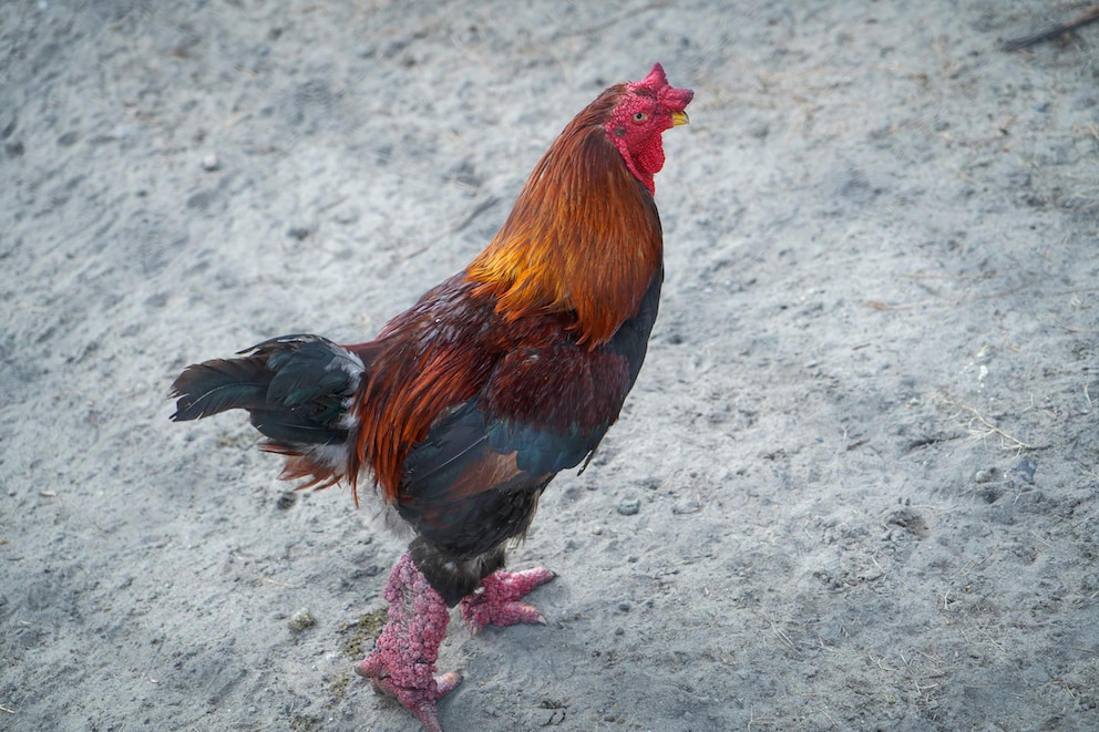 <strong>Charakteristisch für das Dong Tao Huhn sind seine dicken Läufe.</strong>