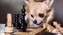 Chihuahua schaut unbegeistert auf ein Schachbrett