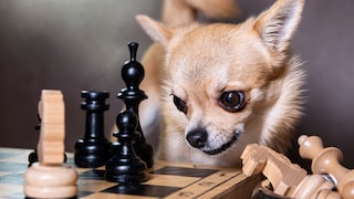 Chihuahua schaut unbegeistert auf ein Schachbrett
