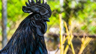 Ayam Cemani ist die teuerste Hühnerrasse der Welt.
