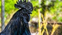 Ayam Cemani ist die teuerste H&uuml;hnerrasse der Welt.