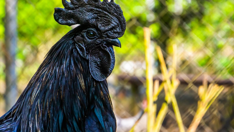 Ayam Cemani ist die teuerste Hühnerrasse der Welt.