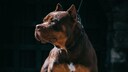 Hund der Rasse American Bully XL im Porträt auf dunklem Hintergrund