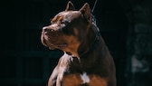 Hund der Rasse American Bully XL im Porträt auf dunklem Hintergrund