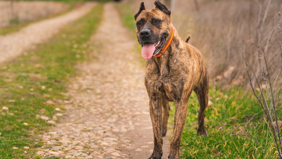 Der Alano Español steht in drei Bundesländern Deutschlands auf der Liste potenziell gefährlicher Hunde.