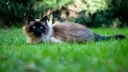 Eine Balinesen-Katze liegt im Gras