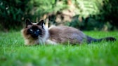 Eine Balinesen-Katze liegt im Gras