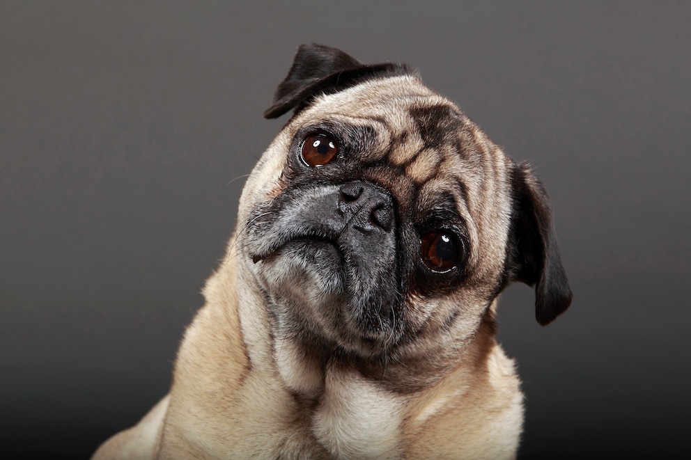 <strong>Beim Blick in die großen Augen des Mops wird so mancher Hundefan schnell schwach. </strong>