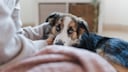 Border Collie Welpe sitzt auf dem Bett neben einer Person und schaut bedrückt