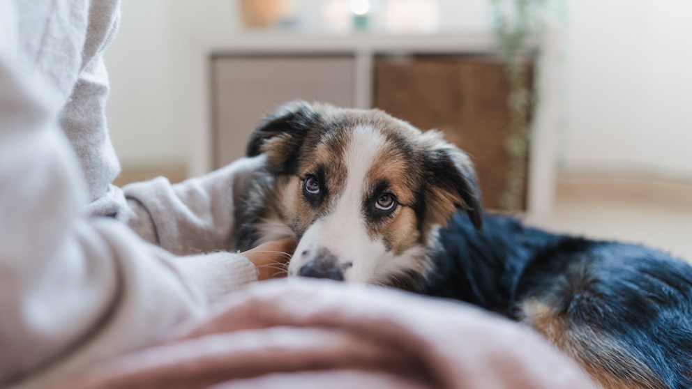 Border Collie Welpe sitzt auf dem Bett neben einer Person und schaut bedrückt