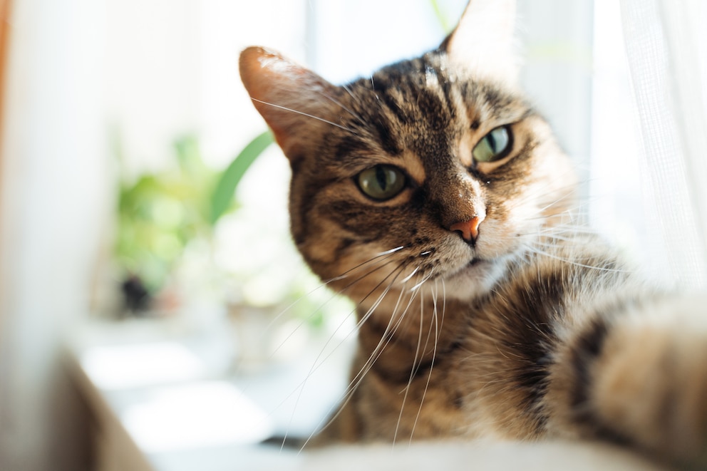 Katze beim Selfie