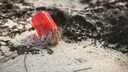 Ein Einsiedlerkrebs trägt einen roten Becher aus Plastik als Behausung