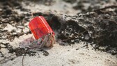 Ein Einsiedlerkrebs trägt einen roten Becher aus Plastik als Behausung