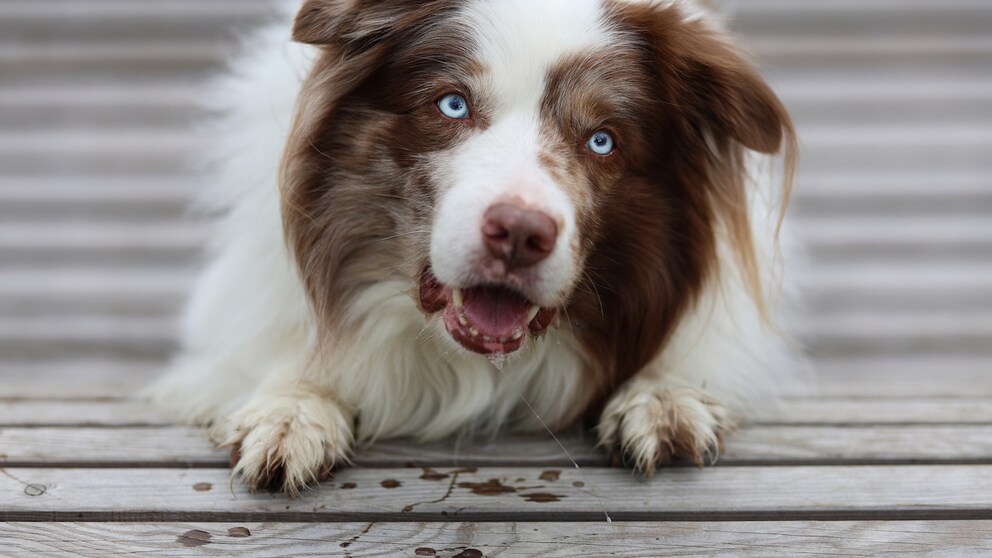 Epilepsie gehört bei Hunden zu den häufigsten Erkrankungen des zentralen Nervensystems und kann bei den Tieren in jedem Alter auftreten