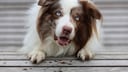 Epilepsie geh&ouml;rt bei Hunden zu den h&auml;ufigsten Erkrankungen des zentralen Nervensystems und kann bei den Tieren in jedem Alter auftreten