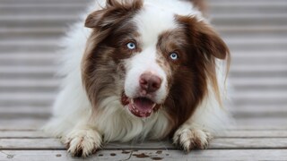 Epilepsie gehört bei Hunden zu den häufigsten Erkrankungen des zentralen Nervensystems und kann bei den Tieren in jedem Alter auftreten