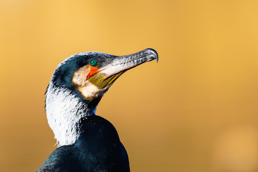 Warum viele Vögel eine bunte Augenfarbe haben - PETBOOK