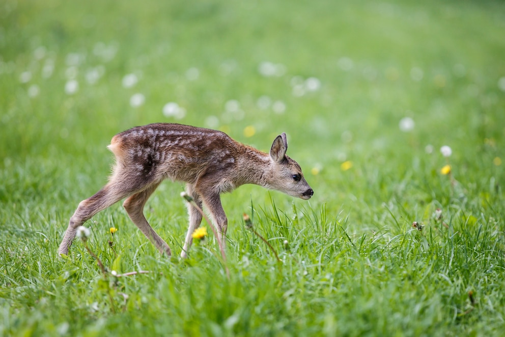 Junges Rehkitz (Capreolus capreolus) auf einer Wiese laufend