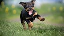 Ein glücklicher, junger Hund hüpft über die Wiese